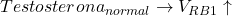 Testosterona_{normal} \rightarrow V_{RB1} \uparrow