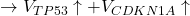 \rightarrow V_{TP53} \uparrow + V_{CDKN1A} \uparrow