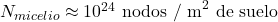 N_{micelio} \approx 10^{24} \text{ nodos / m}^2 \text{ de suelo}