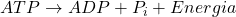 ATP \rightarrow ADP + P_i + Energia