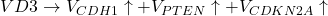VD3 \rightarrow V_{CDH1} \uparrow + V_{PTEN} \uparrow + V_{CDKN2A} \uparrow